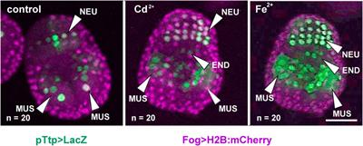 Stress granule-related genes during embryogenesis of an invertebrate chordate